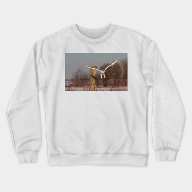 Snowy Owl Crewneck Sweatshirt by Jim Cumming